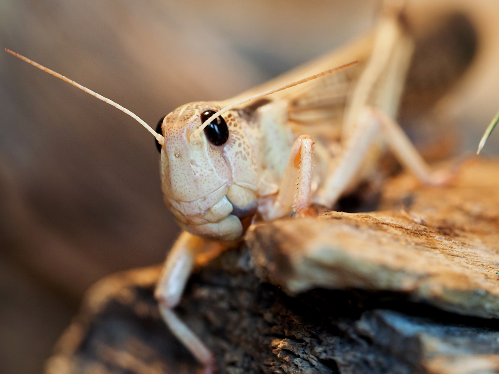 Kliknij obrazek, aby uzyskać większą wersję

Nazwa:	sz3.jpg
Wyświetleń:	108
Rozmiar:	471,5 KB
ID:	175718