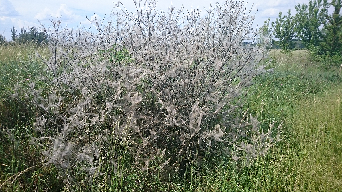 Kliknij obrazek, aby uzyskać większą wersję

Nazwa:	DSC_0066.jpg
Wyświetleń:	312
Rozmiar:	1,02 MB
ID:	175793