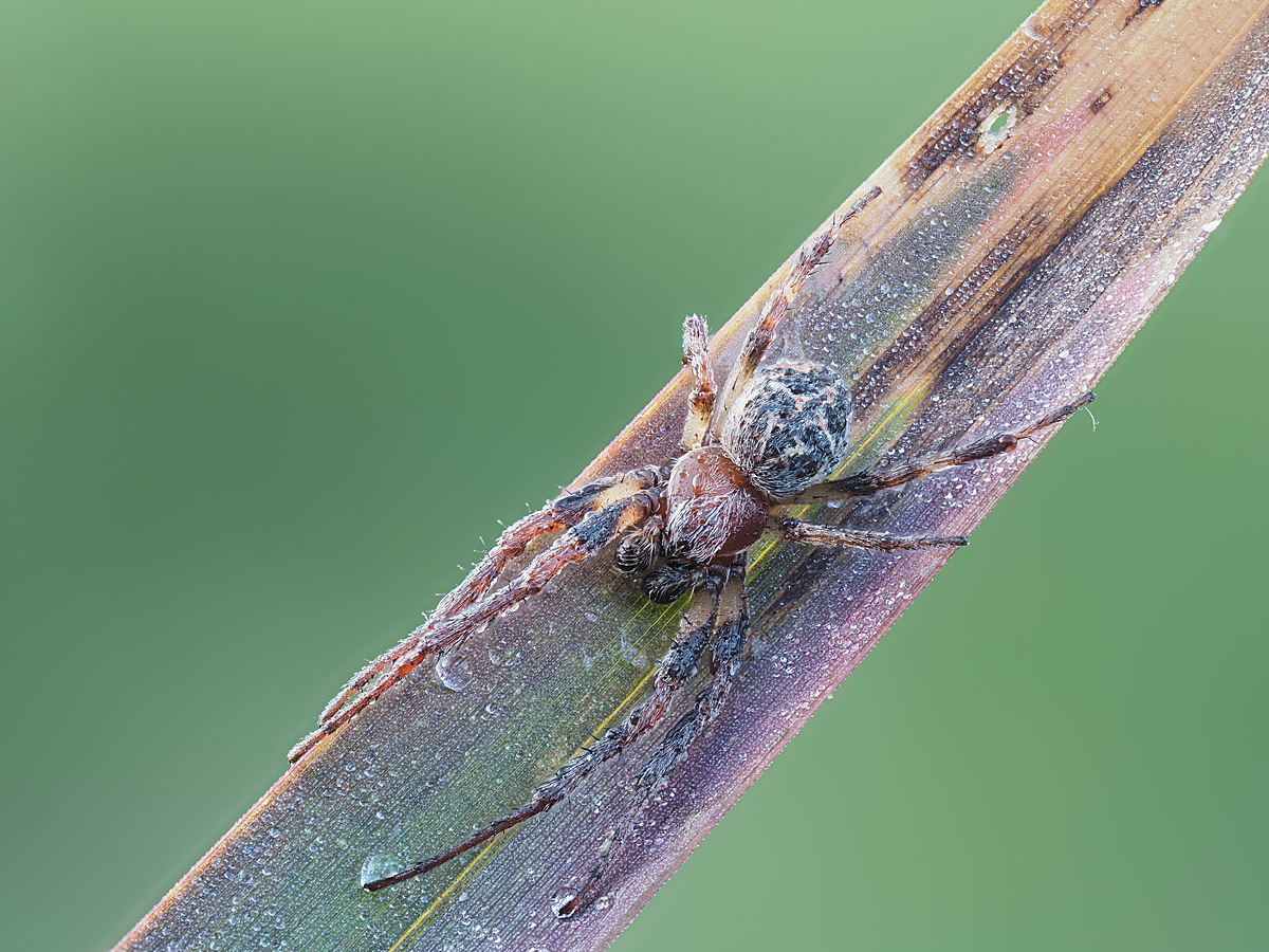Kliknij obrazek, aby uzyskać większą wersję

Nazwa:	2016-05-05 23-14-26 (A,Radius8,Smoothing4).jpg
Wyświetleń:	309
Rozmiar:	904,2 KB
ID:	175799
