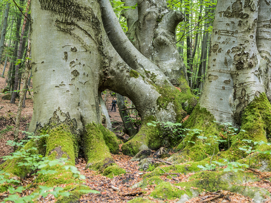Kliknij obrazek, aby uzyskać większą wersję

Nazwa:	Sulov1Olek-3.JPG
Wyświetleń:	182
Rozmiar:	919,3 KB
ID:	175831