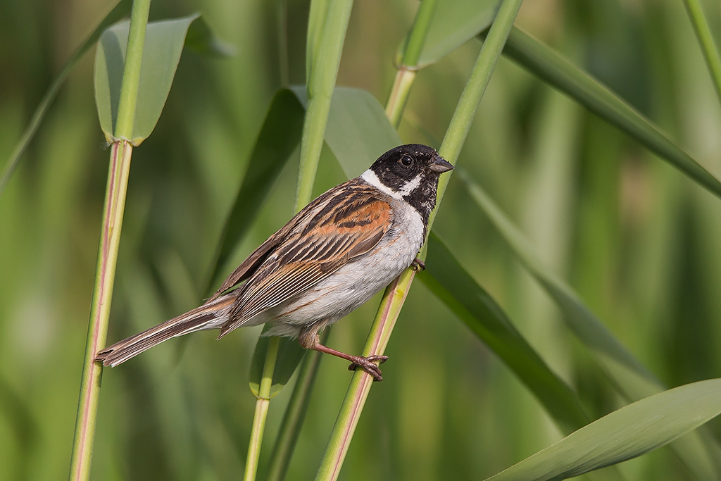 Kliknij obrazek, aby uzyskać większą wersję

Nazwa:	N72A0409.jpg
Wyświetleń:	168
Rozmiar:	400,4 KB
ID:	175897