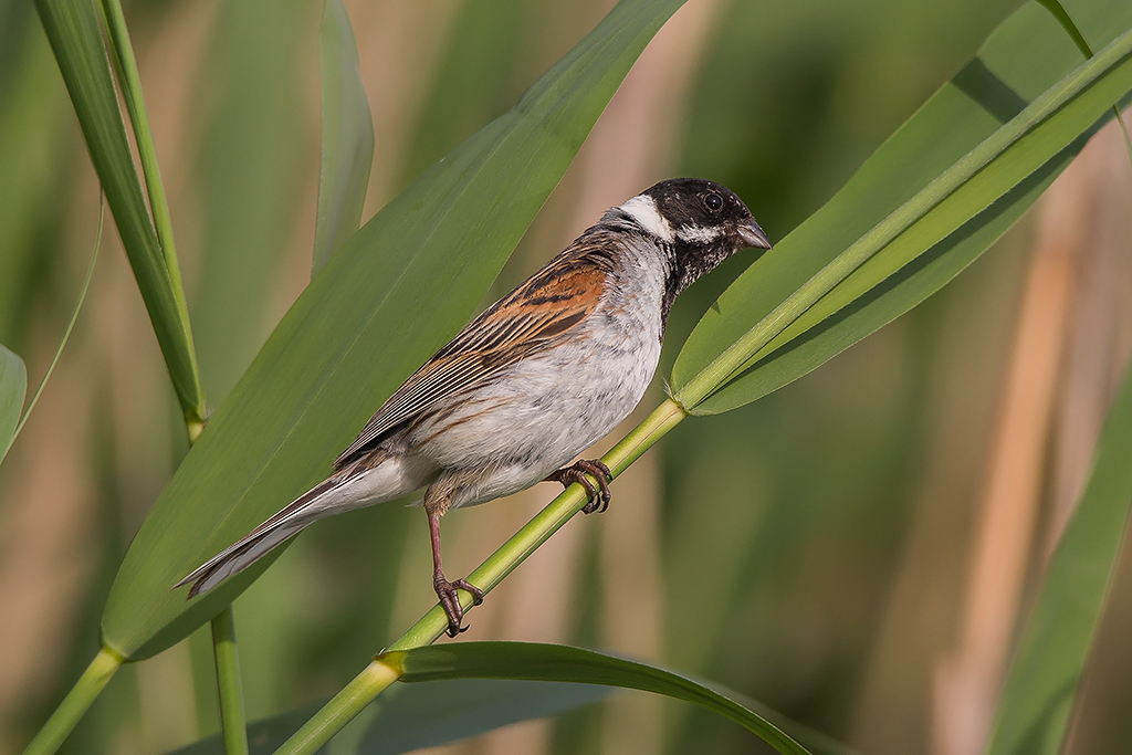 Kliknij obrazek, aby uzyskać większą wersję

Nazwa:	N72A0414.jpg
Wyświetleń:	174
Rozmiar:	411,3 KB
ID:	175898