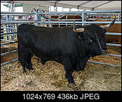 Kliknij obrazek, aby uzyskać większą wersję

Nazwa:	Czarny byk-1180802.jpg
Wyświetleń:	170
Rozmiar:	436,5 KB
ID:	176527