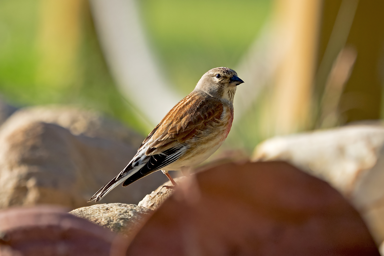 Kliknij obrazek, aby uzyskać większą wersję

Nazwa:	P6110036.jpg
Wyświetleń:	161
Rozmiar:	683,8 KB
ID:	176571