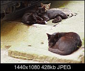 Kliknij obrazek, aby uzyskać większą wersję

Nazwa:	P7120046-1.JPG
Wyświetleń:	60
Rozmiar:	428,5 KB
ID:	178130