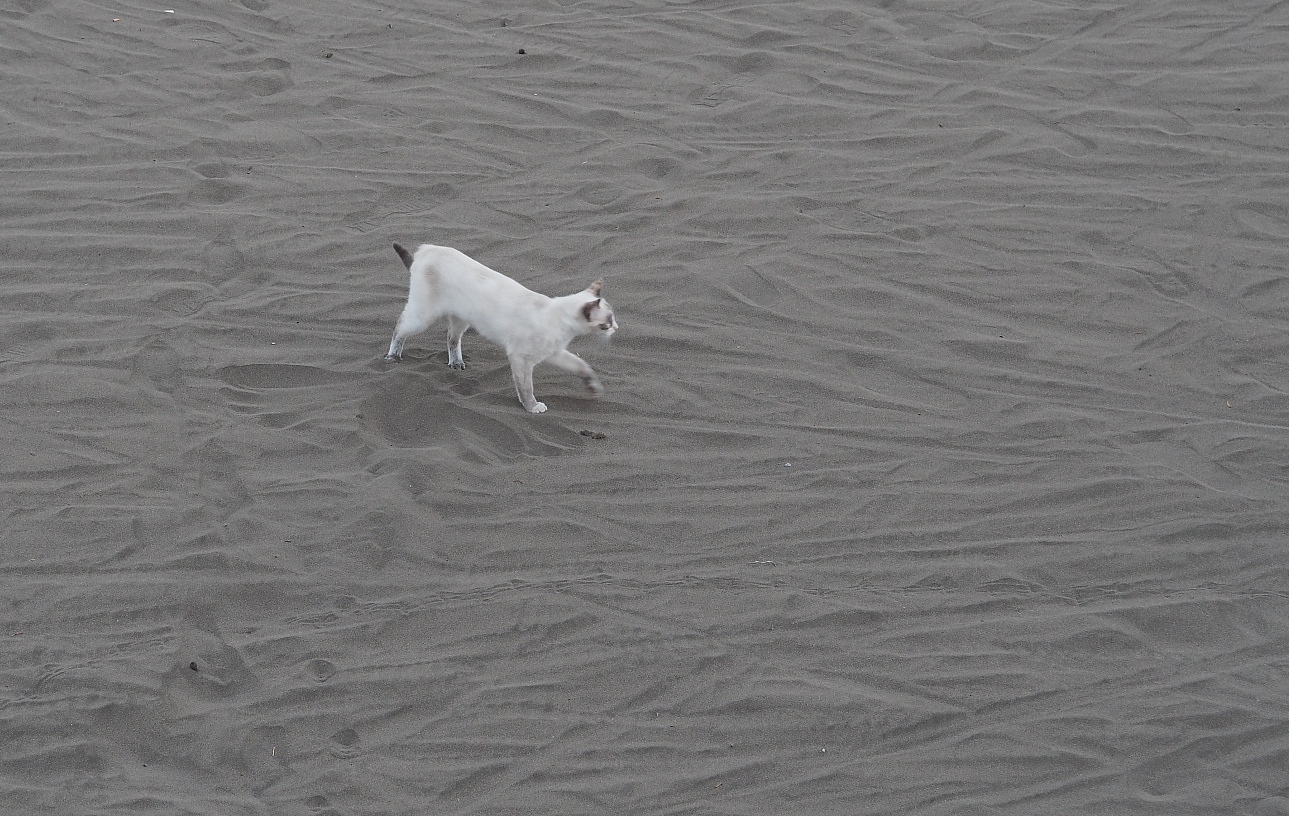 Nazwa:  P7150053...B.jpg
Wyświetleń: 104
Rozmiar:  626,6 KB