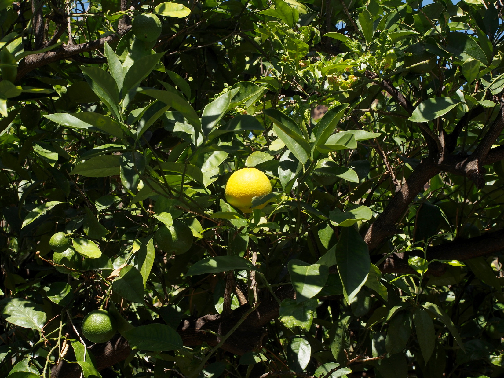 Nazwa:  P7080120...A.jpg
Wyświetleń: 167
Rozmiar:  1,22 MB