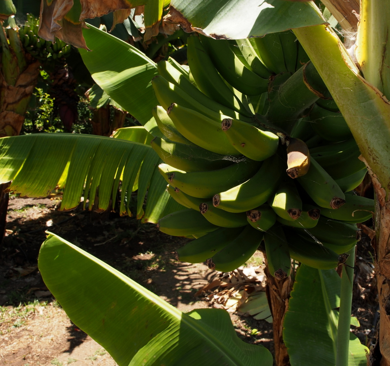 Nazwa:  P7080086...B.jpg
Wyświetleń: 178
Rozmiar:  612,7 KB