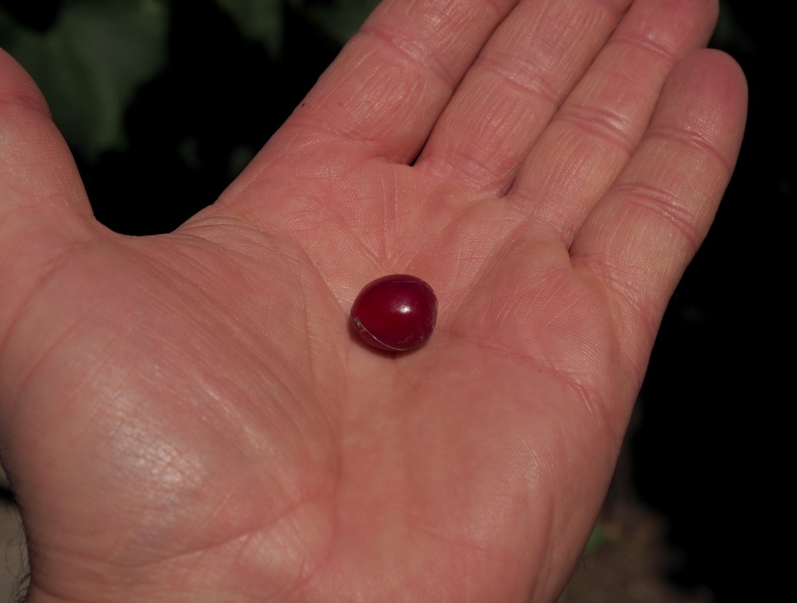 Nazwa:  P7080090...B.jpg
Wyświetleń: 181
Rozmiar:  480,4 KB