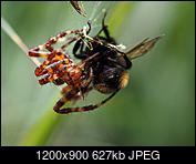 Kliknij obrazek, aby uzyskać większą wersję

Nazwa:	Walka na ĹmierÄ i Ĺźycie.JPG
Wyświetleń:	62
Rozmiar:	626,7 KB
ID:	179685