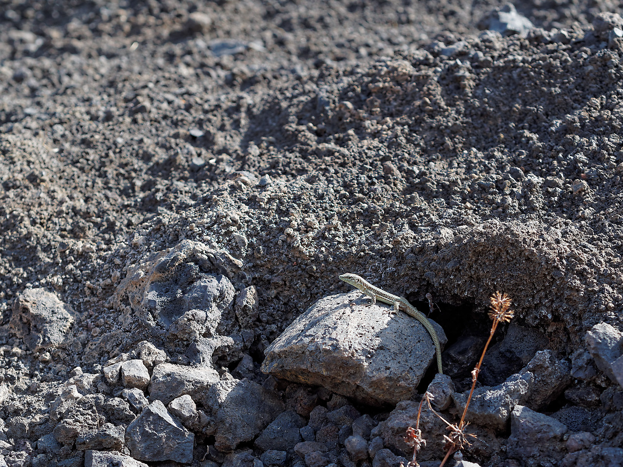 Kliknij obrazek, aby uzyskać większą wersję

Nazwa:	P8051860_DxOm.jpg
Wyświetleń:	341
Rozmiar:	765,2 KB
ID:	181496