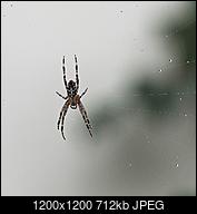 Kliknij obrazek, aby uzyskać większą wersję

Nazwa:	deszczowy pajÄk .JPG
Wyświetleń:	283
Rozmiar:	712,3 KB
ID:	181763