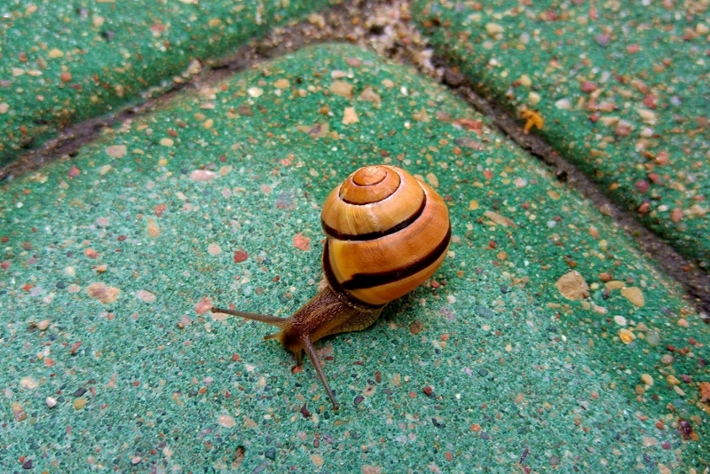 Nazwa:  20160620_183704 (800x534).jpg
Wyświetleń: 121
Rozmiar:  515,5 KB