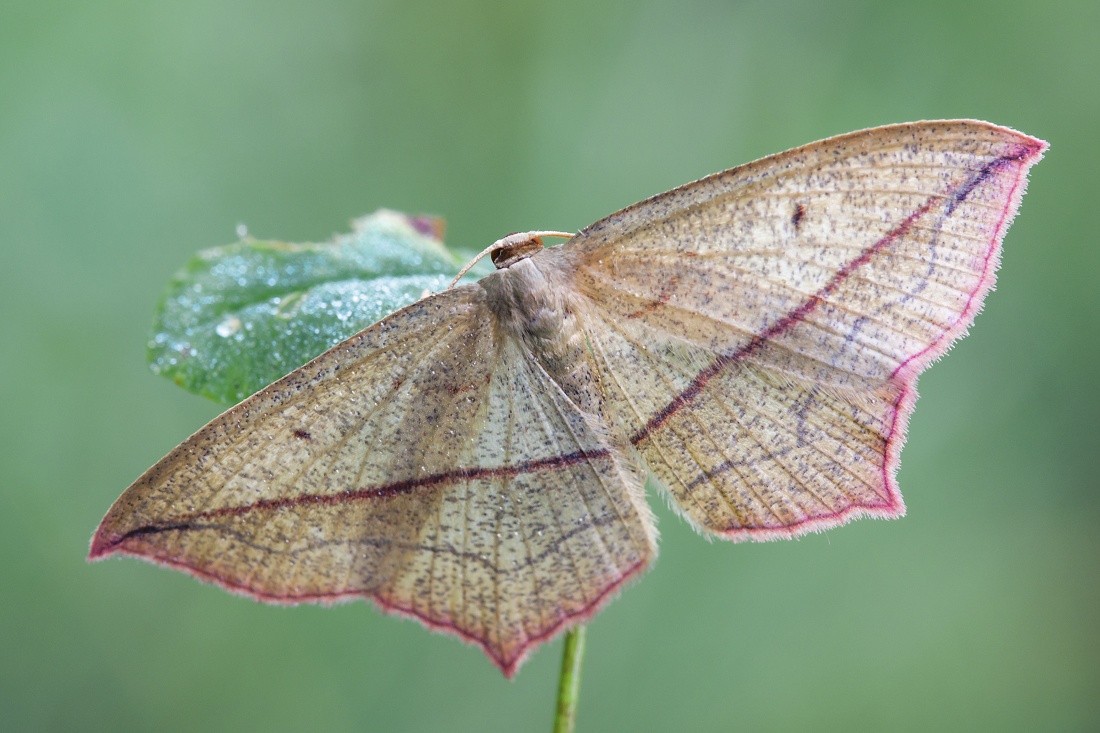 Nazwa:  Wlagina rdestniak (timandra comae) 4.jpg
Wyświetleń: 184
Rozmiar:  431,0 KB