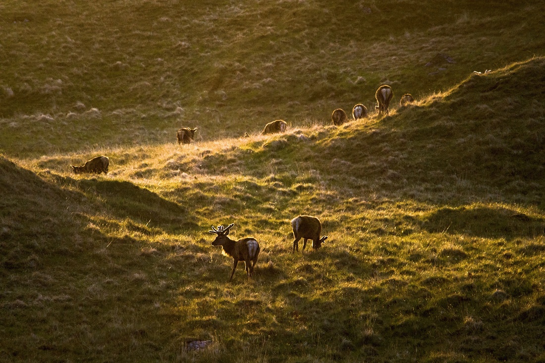 Nazwa:  Y0009433.jpg
Wyświetleń: 289
Rozmiar:  452,4 KB