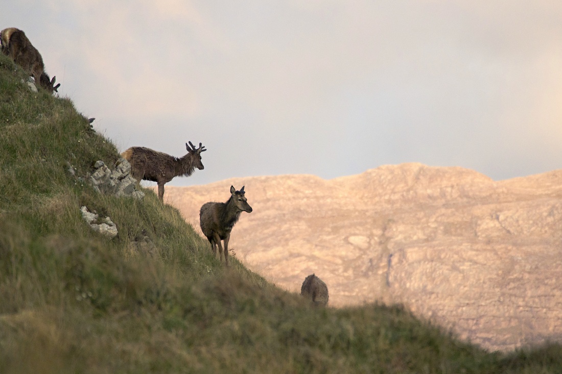 Nazwa:  Y0009476.jpg
Wyświetleń: 280
Rozmiar:  247,8 KB