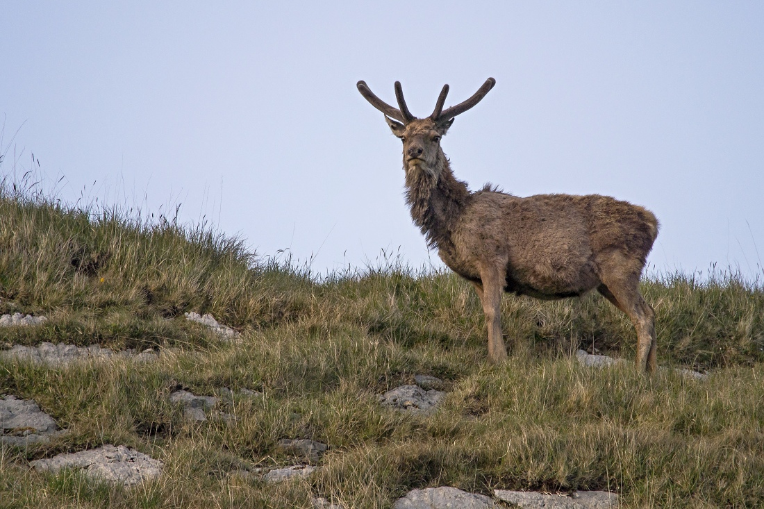 Nazwa:  Y0009513.jpg
Wyświetleń: 286
Rozmiar:  414,8 KB