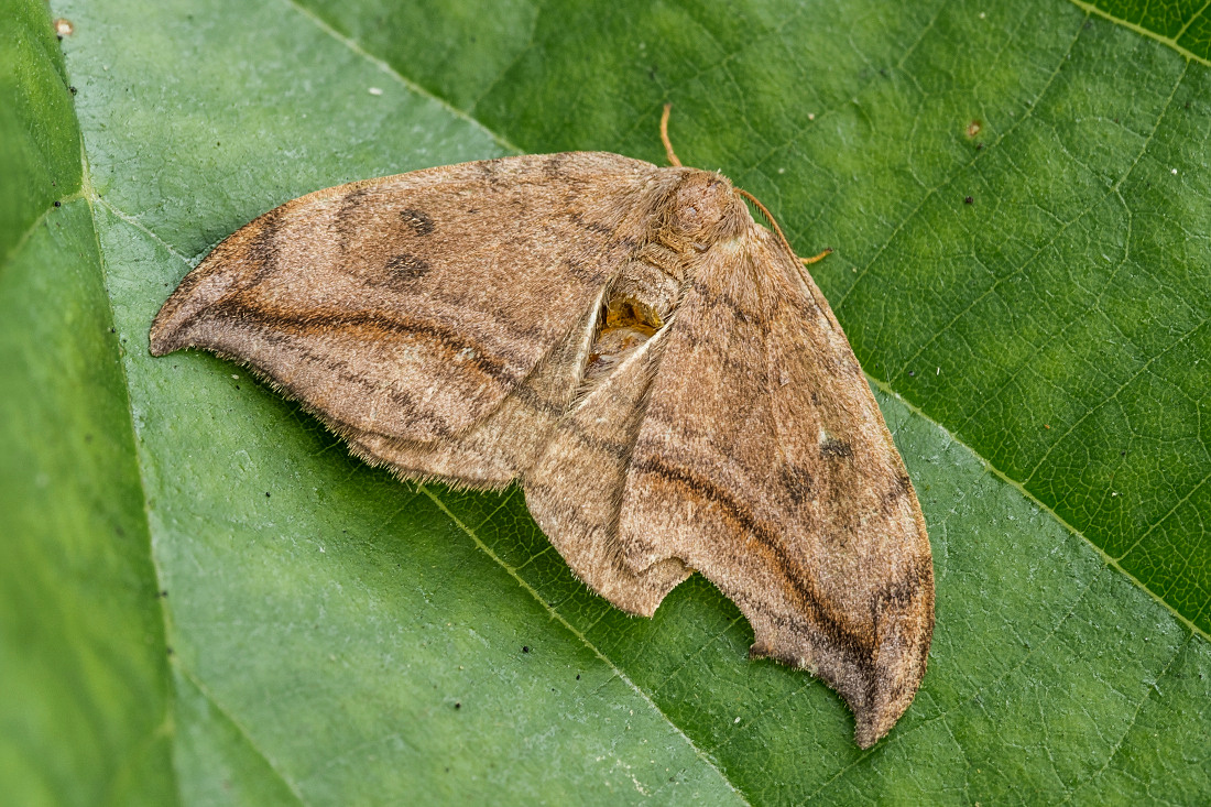 Nazwa:  Wycinka zakrzywica (Drepana curvatula) 1.jpg
Wyświetleń: 170
Rozmiar:  528,2 KB