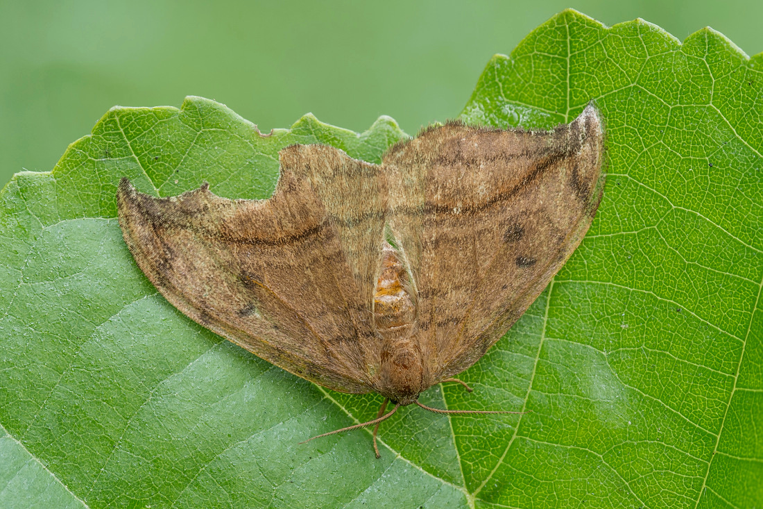 Nazwa:  Wycinka zakrzywica (Drepana curvatula) 2.jpg
Wyświetleń: 167
Rozmiar:  514,4 KB