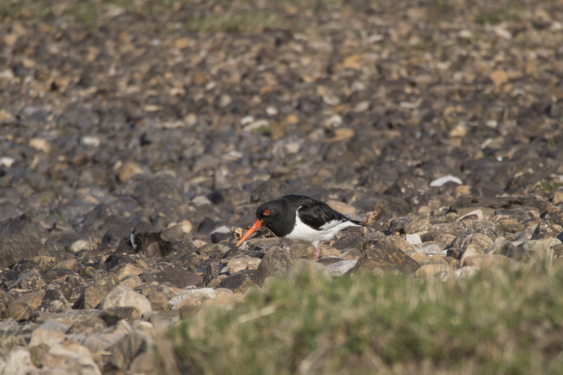 Nazwa:  Y0009835.jpg
Wyświetleń: 147
Rozmiar:  346,3 KB