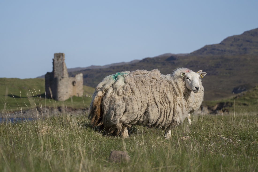 Nazwa:  Y0009846.jpg
Wyświetleń: 162
Rozmiar:  295,7 KB