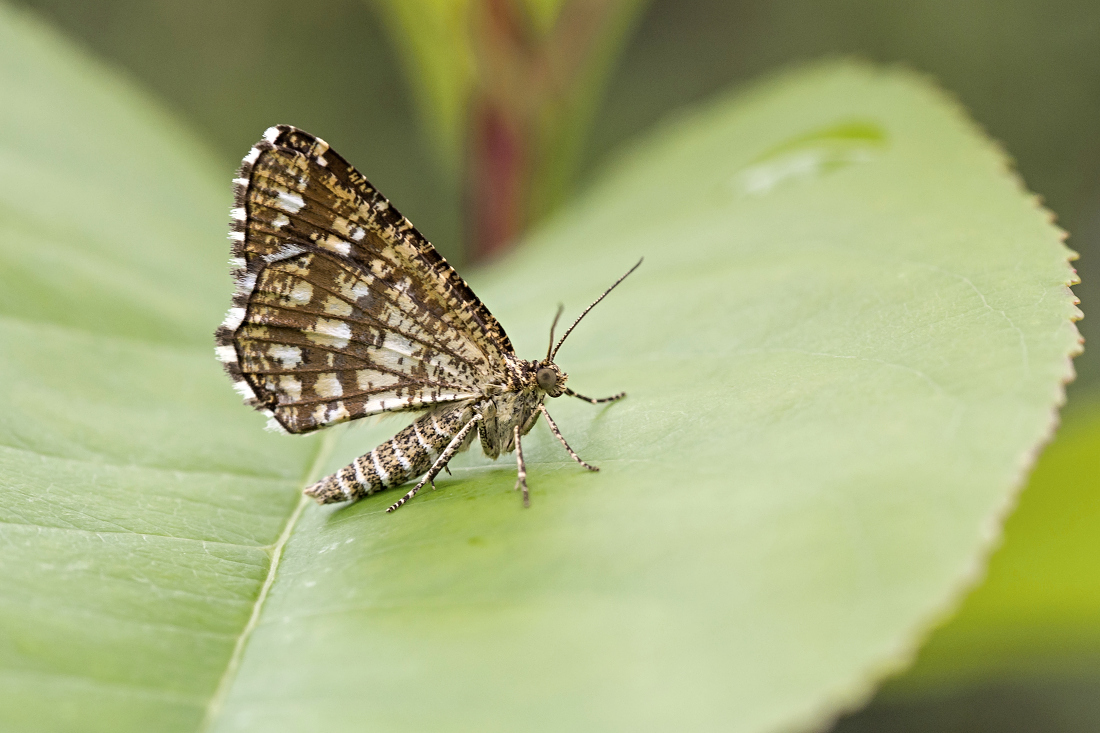 Nazwa:  Witalnik nostrzak (Chiasmia clathrata, Semiothisa clathrata).jpg
Wyświetleń: 286
Rozmiar:  421,1 KB