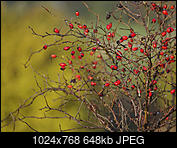 Kliknij obrazek, aby uzyskać większą wersję

Nazwa:	_A233178.jpg
Wyświetleń:	44
Rozmiar:	648,4 KB
ID:	183906