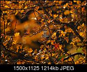 Kliknij obrazek, aby uzyskać większą wersję

Nazwa:	PA230267.jpg
Wyświetleń:	97
Rozmiar:	1,19 MB
ID:	184612