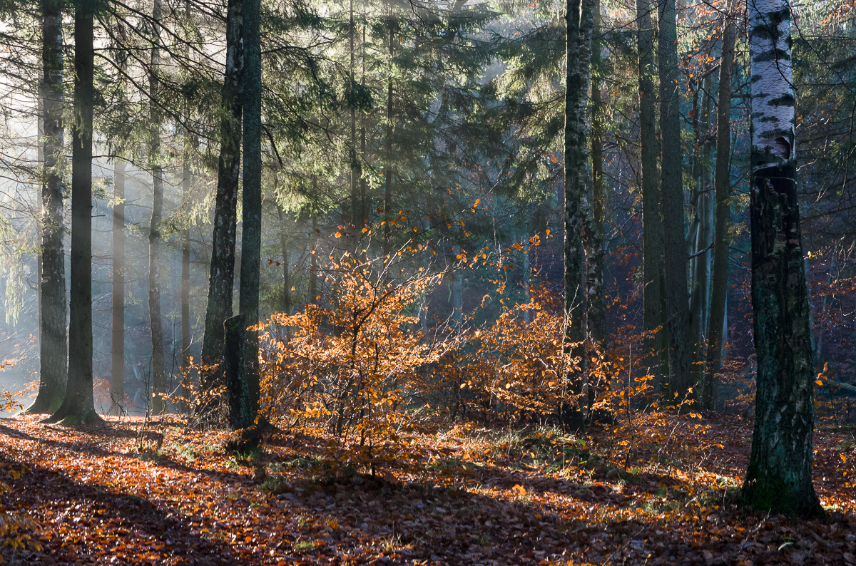 Nazwa:  P1090544.jpg
Wyświetleń: 177
Rozmiar:  1,04 MB