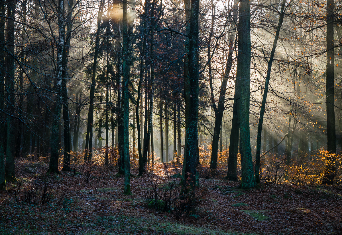 Nazwa:  P1090569.jpg
Wyświetleń: 175
Rozmiar:  1,12 MB