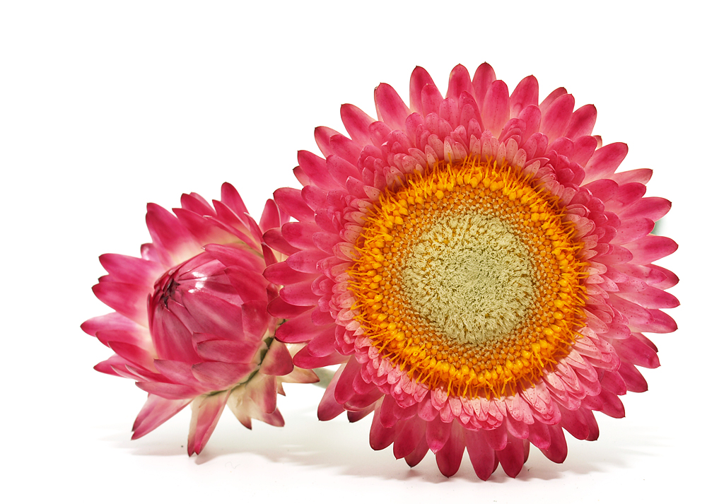 Nazwa:  susz1.jpg
Wyświetleń: 151
Rozmiar:  527,0 KB