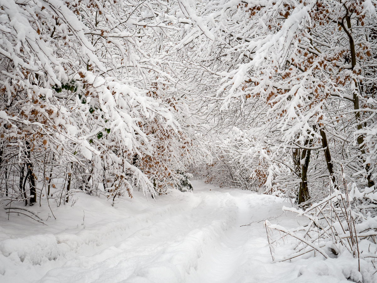 Nazwa:  P1100774.jpg
Wyświetleń: 146
Rozmiar:  920,9 KB