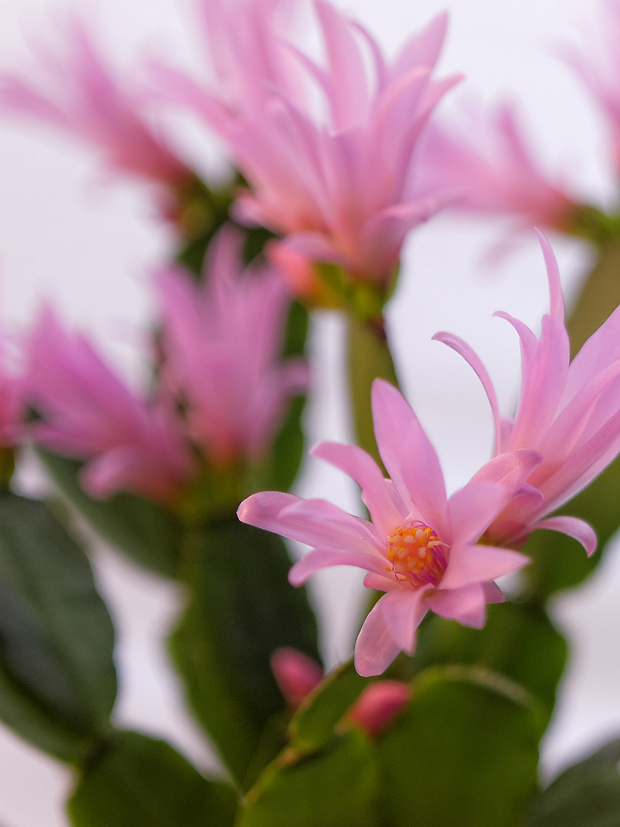 Kliknij obrazek, aby uzyskać większą wersję

Nazwa:	DC162855_DxO-1.jpg
Wyświetleń:	123
Rozmiar:	767,1 KB
ID:	188187