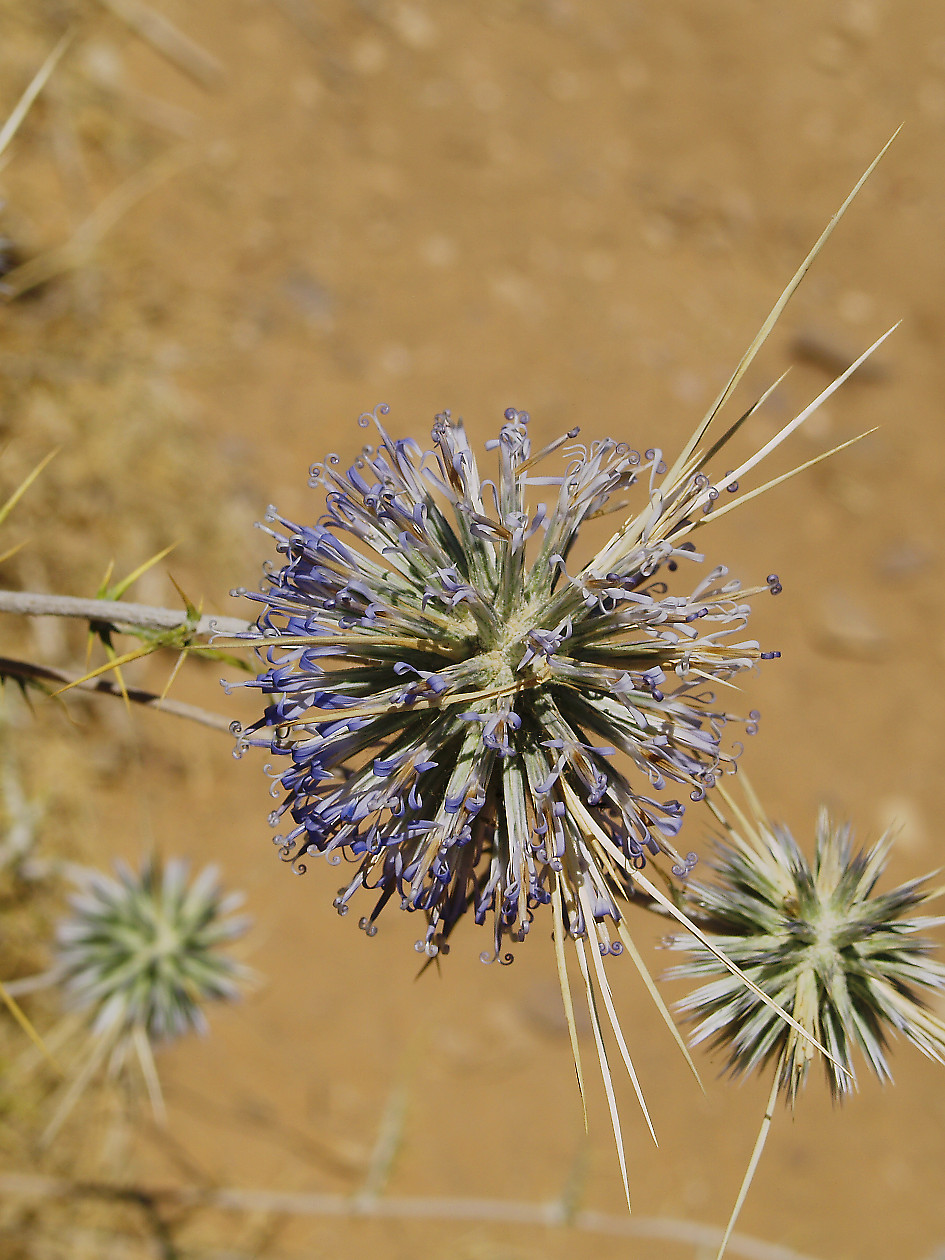 Nazwa:  _7147176_DxO.jpg
Wyświetleń: 77
Rozmiar:  371,8 KB