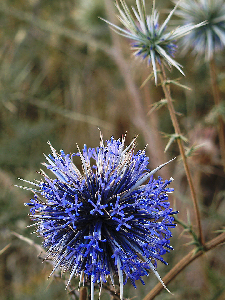 Nazwa:  _7147234_DxO.jpg
Wyświetleń: 81
Rozmiar:  545,3 KB