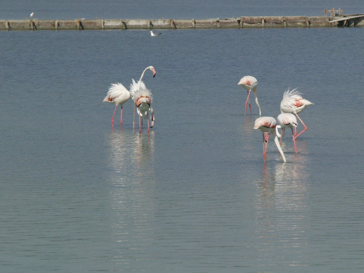 Nazwa:  ptaki duże.jpg
Wyświetleń: 119
Rozmiar:  288,7 KB