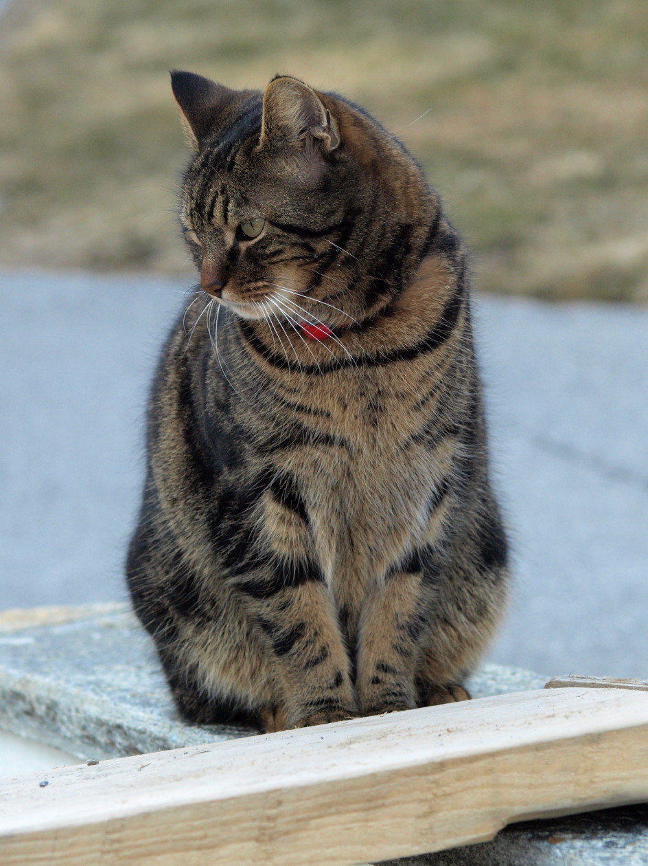 Nazwa:  kot przy desce.jpg
Wyświetleń: 182
Rozmiar:  301,1 KB