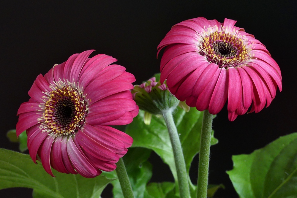 Nazwa:  gerbera10689c.JPG
Wyświetleń: 144
Rozmiar:  367,4 KB