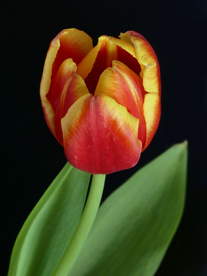 Nazwa:  tulipan10722c.jpg
Wyświetleń: 82
Rozmiar:  82,4 KB