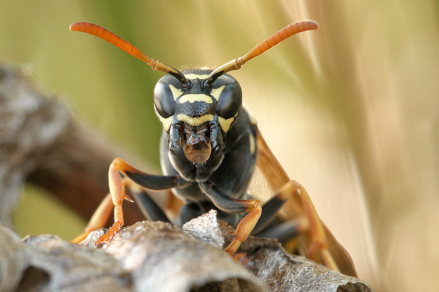 Nazwa:  _1290646_900.jpg
Wyświetleń: 271
Rozmiar:  157,5 KB