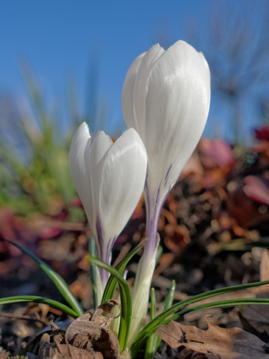 Nazwa:  DC163805_DxO.jpg
Wyświetleń: 127
Rozmiar:  794,0 KB