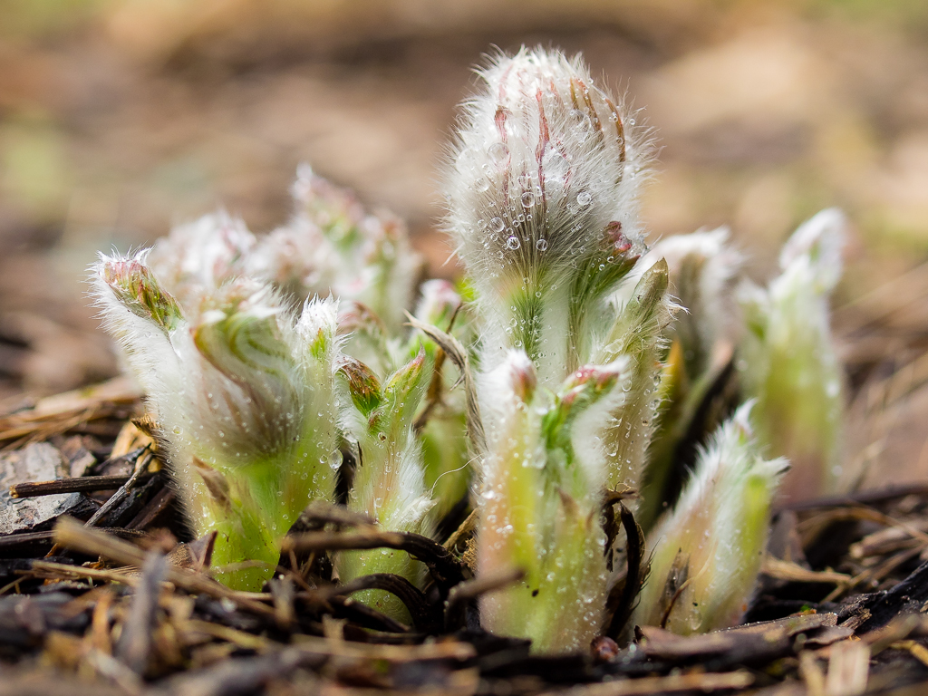 Nazwa:  P3310013.JPG
Wyświetleń: 156
Rozmiar:  645,6 KB