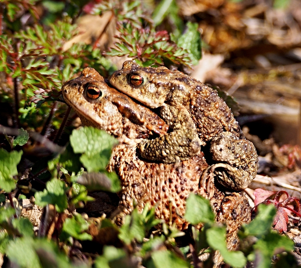 Nazwa:  ropuchy dwie.jpg
Wyświetleń: 129
Rozmiar:  900,5 KB