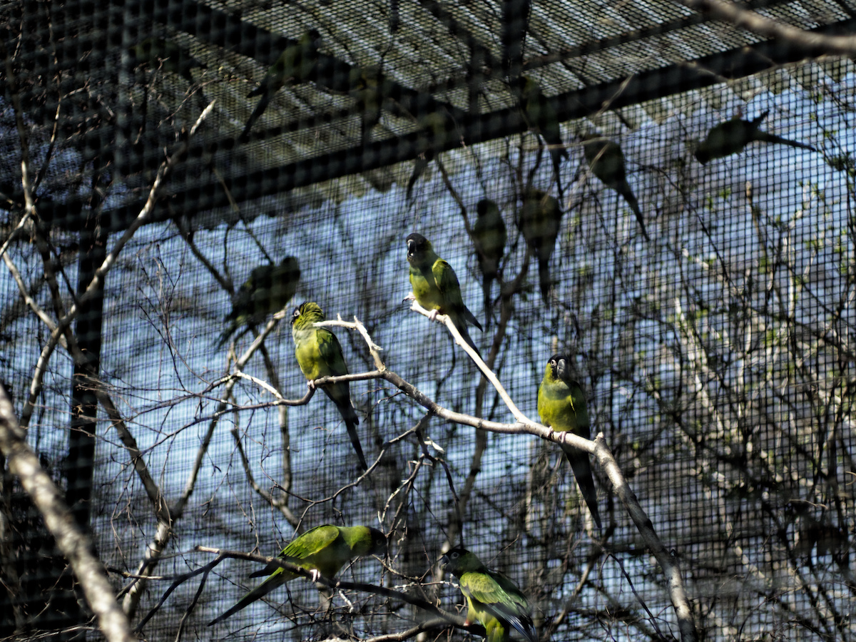 Nazwa:  papugi forum.jpeg
Wyświetleń: 124
Rozmiar:  771,3 KB