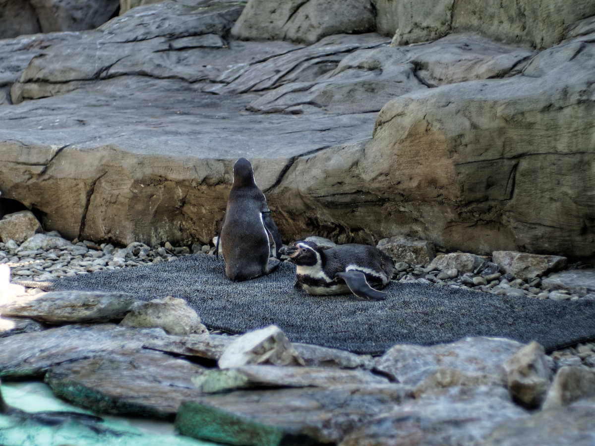 Nazwa:  pingwiny forum.jpeg
Wyświetleń: 143
Rozmiar:  581,2 KB