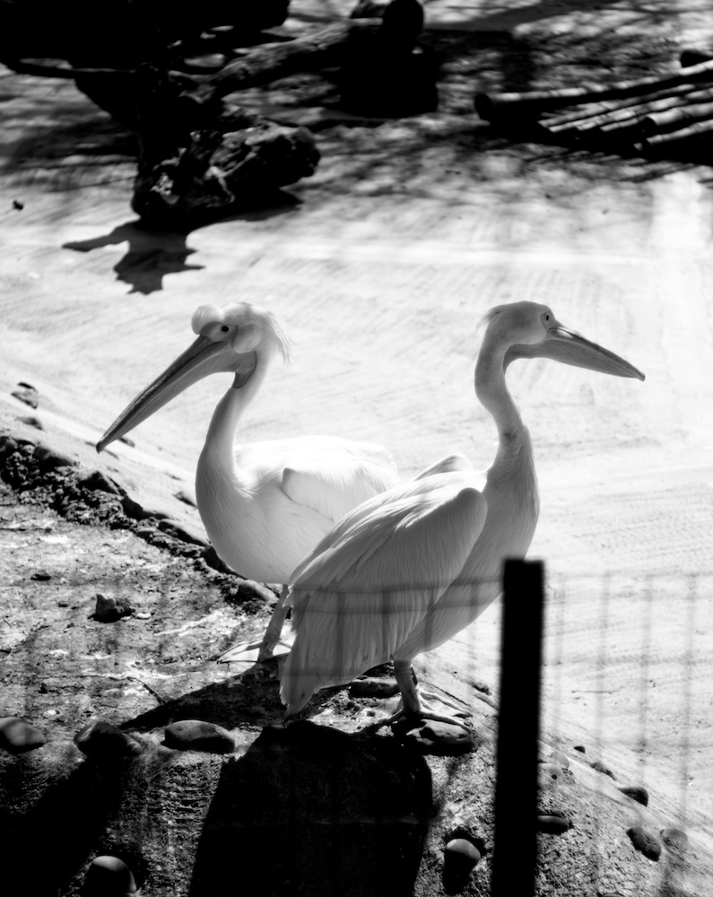 Nazwa:  ptaki.jpeg
Wyświetleń: 144
Rozmiar:  271,2 KB