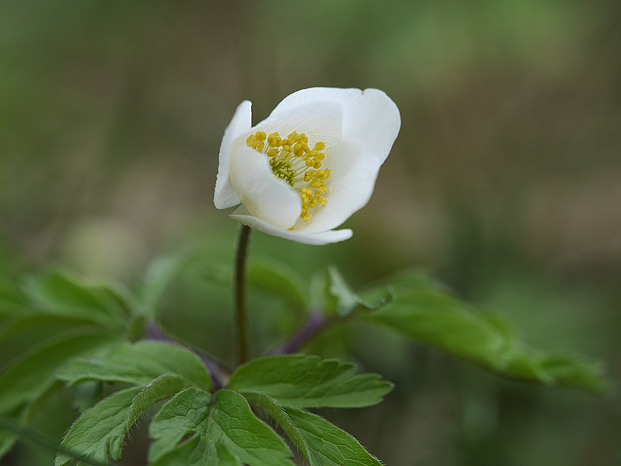 Nazwa:  _1400652_900.jpg
Wyświetleń: 123
Rozmiar:  98,2 KB