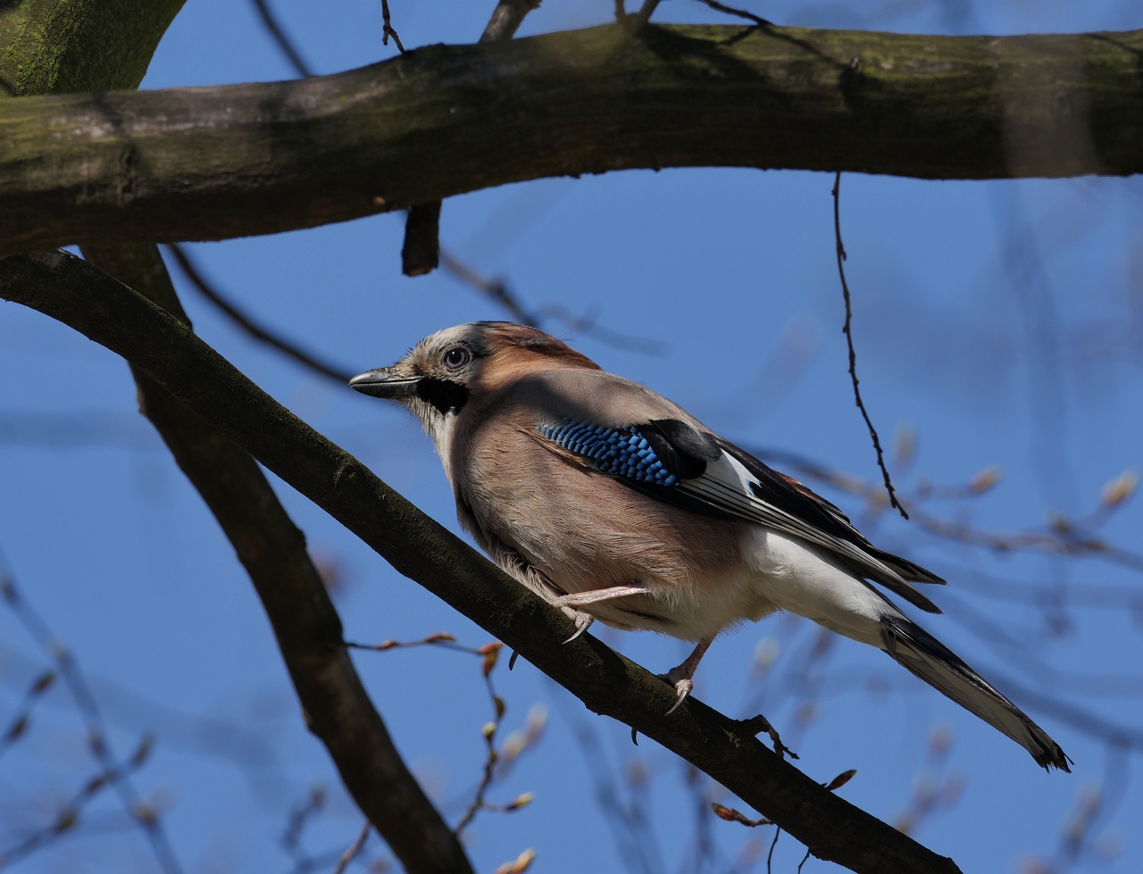 Nazwa:  P1090023.JPG
Wyświetleń: 432
Rozmiar:  473,1 KB