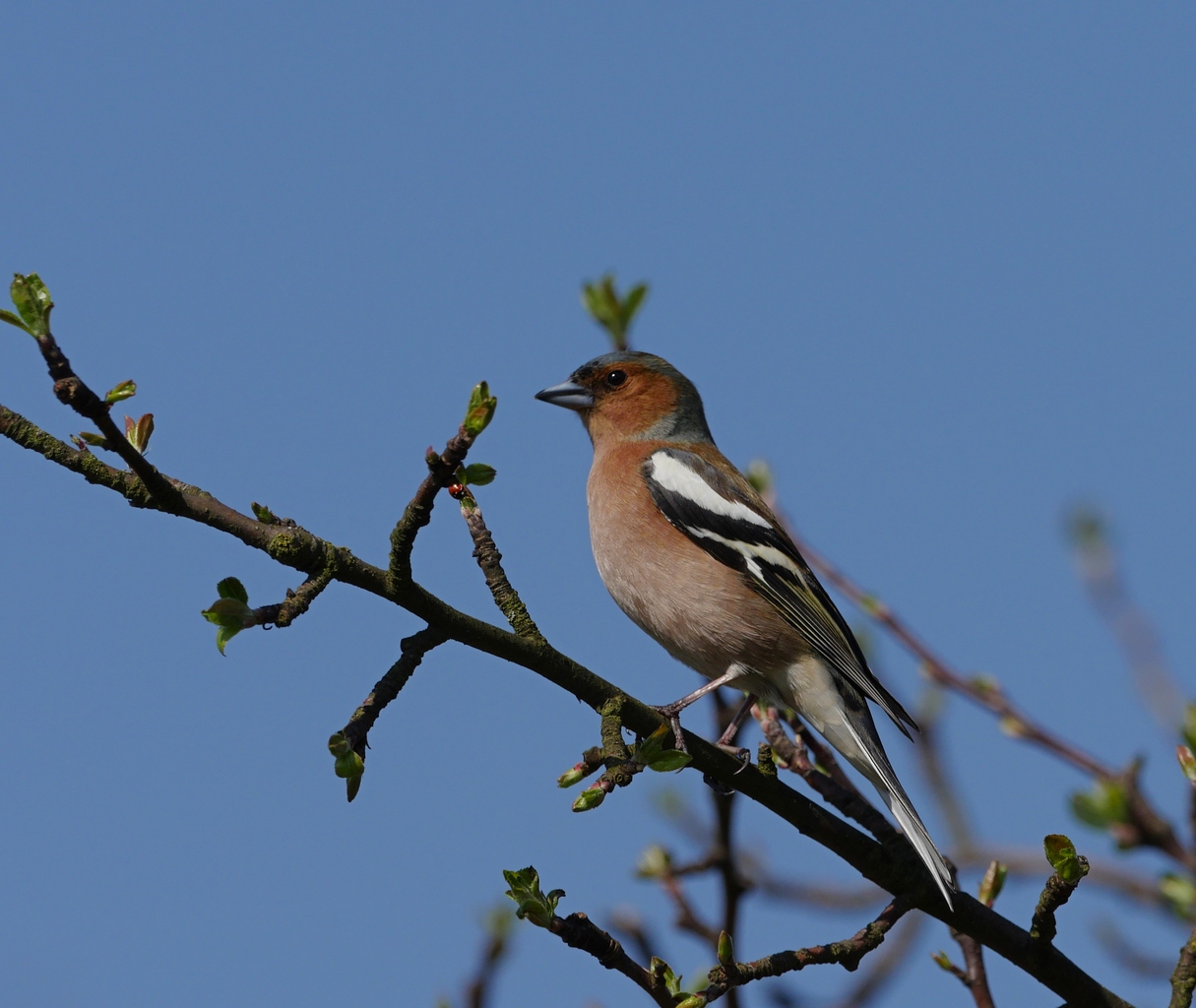 Nazwa:  P1090030.JPG
Wyświetleń: 435
Rozmiar:  406,4 KB