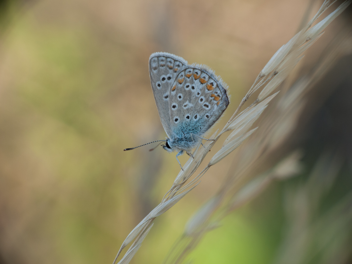 Nazwa:  P1120108.jpg
Wyświetleń: 605
Rozmiar:  502,3 KB